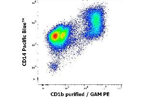 Flow cytometry multicolor surface staining pattern of human stimulated (GM-CSF + IL-4) peripheral blood mononuclear cells using anti-human CD1b (SN13) purified antibody (concentration in sample 9 μg/mL, GAM PE) and anti-human CD14 (MEM-15) Pacific Blue antibody (4 μL reagent per milion cells in 100 μL of cell suspension). (CD1b 抗体)