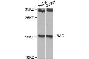 Western blot analysis of extracts of various cell lines, using BAD antibody. (BAD 抗体)