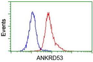 Image no. 3 for anti-Ankyrin Repeat Domain 53 (ANKRD53) (AA 1-300) antibody (ABIN1490723) (ANKRD53 抗体  (AA 1-300))