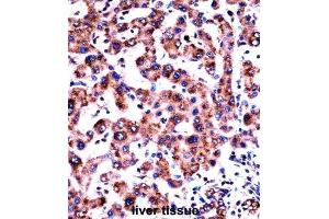 Immunohistochemistry (IHC) image for anti-Histamine Receptor H1 (HRH1) antibody (ABIN2997979)