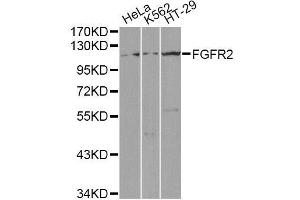 Western blot analysis of extracts of various cell lines, using FGFR2 antibody (ABIN5971103) at 1/1000 dilution. (FGFR2 抗体)