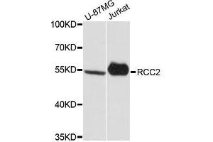 Western blot analysis of extracts of various cell lines, using RCC2 antibody. (RCC2 抗体  (AA 323-522))