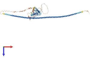 AlphaFold protein structure predicition of Human Recombinant LRRIQ3 Protein, UniprotID A6PVS8