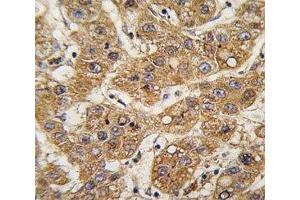 Immunohistochemistry (IHC) image for anti-Apolipoprotein E (APOE) (AA 263-292) antibody (ABIN3029997)