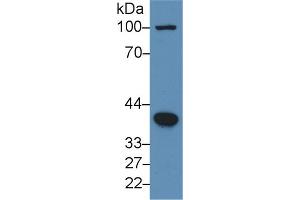 Western Blot; Sample: Human Hela cell lysate; Primary Ab: 3µg/ml Rabbit Anti-Human BMP2 Antibody Second Ab: 0. (BMP2 抗体  (AA 283-396))