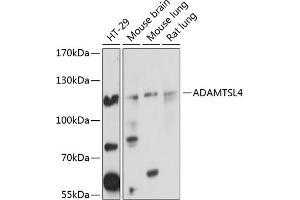 Western blot analysis of extracts of various cell lines, using  Antibody (ABIN6133083, ABIN6136547, ABIN6136548 and ABIN6220761) at 1:1000 dilution. (ADAMTSL4 抗体  (AA 795-1074))