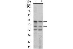 Western blot analysis using Neurod mouse mAb against NIH3T3 (1) and SK-N-SH (2) cell lysate. (NEUROD1 抗体  (AA 26-91))