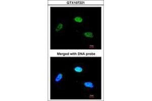 Image no. 1 for anti-Zinc Finger Protein 398 (ZNF398) (AA 358-630) antibody (ABIN467495) (ZNF398 抗体  (AA 358-630))