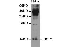 Western blot analysis of extracts of U937 cell line, using INSL3 antibody. (INSL3 抗体)