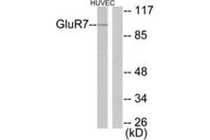 Western Blotting (WB) image for anti-Glutamate Receptor, Metabotropic 7 (GRM7) (AA 866-915) antibody (ABIN2889207)