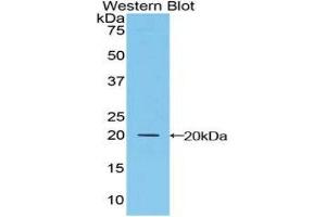 Western Blotting (WB) image for anti-Microfibrillar Associated Protein 5 (MFAP5) (AA 24-162) antibody (ABIN1859807) (MFAP5 抗体  (AA 24-162))