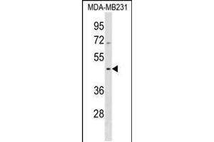 Western blot analysis in MDA-MB231 cell line lysates (35ug/lane). (Septin 12 抗体  (AA 218-244))