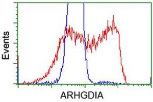HEK293T cells transfected with either RC200902 overexpress plasmid (Red) or empty vector control plasmid (Blue) were immunostained by anti-ARHGDIA antibody (ABIN2452781), and then analyzed by flow cytometry. (ARHGDIA 抗体)