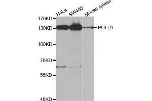 Western Blotting (WB) image for anti-Polymerase (DNA Directed), delta 1, Catalytic Subunit 125kDa (POLD1) antibody (ABIN1876511) (POLD1 抗体)