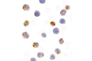 Immunohistochemistry (IHC) image for anti-Activation-Induced Cytidine Deaminase (AICDA) (C-Term) antibody (ABIN1030226) (AICDA 抗体  (C-Term))