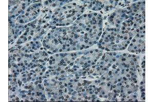 Immunohistochemical staining of paraffin-embedded pancreas tissue using anti-CD4mouse monoclonal antibody. (CD4 抗体)