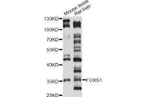 Western blot analysis of extracts of various cell lines, using FOXS1 antibody (ABIN6293148) at 1:1000 dilution. (FOXS1 抗体)