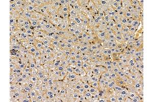 ABIN7096207 and ABIN7100269 at 1/100 staining mouse liver tissue by IHC-P. (SLFN5 抗体)