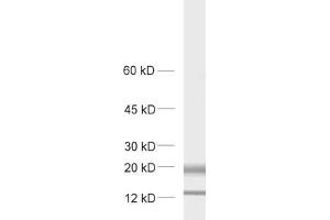 dilution: 1 : 1000, sample: rat brain homogenate. (MAL2 抗体  (AA 13-28))