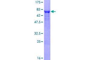 Image no. 1 for Carcinoembryonic Antigen-Related Cell Adhesion Molecule 1 (CEACAM1) (AA 1-464) protein (GST tag) (ABIN1349069)