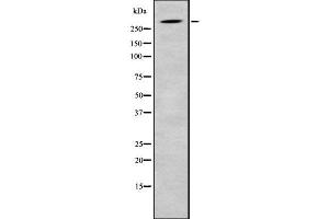 Western blot analysis SRRM2 using HuvEc whole cell lysates (SRRM2 抗体  (Internal Region))