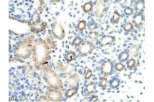 MGC27016 antibody was used for immunohistochemistry at a concentration of 4-8 ug/ml to stain Epithelial cells of renal tubule (arrows) in Human Kidney. (MGC27016 (N-Term) 抗体)