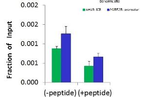 Chromatin Immunoprecipitation (ChIP) Using JUN antibody - N-terminal region  and HCT116 Cells (C-JUN 抗体  (N-Term))