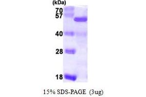 SDS-PAGE (SDS) image for RD RNA Binding Protein (RDBP) (AA 1-380) protein (His tag) (ABIN667394)