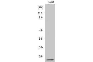 Western Blotting (WB) image for anti-Macrophage Migration Inhibitory Factor (Glycosylation-Inhibiting Factor) (MIF) (Internal Region) antibody (ABIN3185564) (MIF 抗体  (Internal Region))