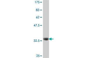 Western Blotting (WB) image for anti-Leucine Zipper, Putative Tumor Suppressor 1 (LZTS1) (AA 514-596) antibody (ABIN564855)