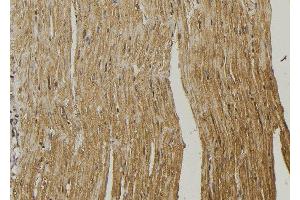 ABIN6272949 at 1/100 staining Mouse muscle tissue by IHC-P. (RDH10 抗体  (Internal Region))