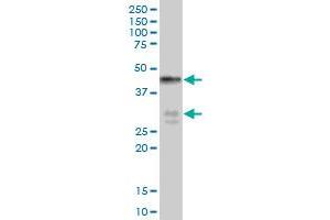 BNIPL MaxPab polyclonal antibody. (BNIPL 抗体  (AA 1-275))