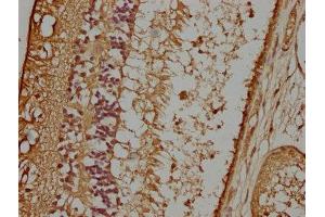 IHC image of ABIN7162249 diluted at 1:100 and staining in paraffin-embedded human eye tissue performed on a Leica BondTM system. (OPTC 抗体  (AA 20-332))