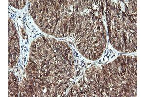 Image no. 1 for anti-Cell Division Cycle 123 Homolog (CDC123) antibody (ABIN1497389) (CDC123 抗体)