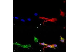 Immunocytochemistry/Immunofluorescence analysis using Mouse Anti-mGluR1/5 Monoclonal Antibody, Clone S75-33 (ABIN2483971). (Metabotropic Glutamate Receptor 5 抗体  (AA 824-1203) (Atto 390))