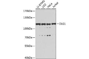 Western blot analysis of extracts of various cell lines, using DLG1 antibody (ABIN6130273, ABIN6139646, ABIN6139648 and ABIN6224636) at 1:1000 dilution. (DLG1 抗体  (AA 1-190))