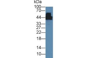 Western Blot; Sample: Mouse Cerebrum lysate; Primary Ab: 5µg/ml Mouse Anti-Rat CKM Antibody Second Ab: 0. (CKM 抗体)