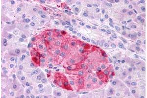 Anti-GIPR antibody  ABIN1048655 IHC staining of human pancreas. (GIPR 抗体  (N-Term))