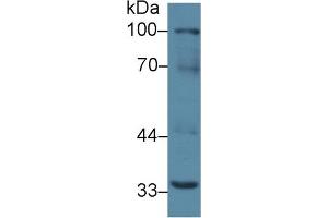 Western Blot; Sample: Mouse Liver lysate; Primary Ab: 2µg/ml Rabbit Anti-Mouse RANk Antibody Second Ab: 0. (TNFRSF11A 抗体  (AA 359-542))