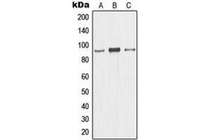 Western blot analysis of CDC46 expression in HL60 (A), HeLa (B), HepG2 (C) whole cell lysates.