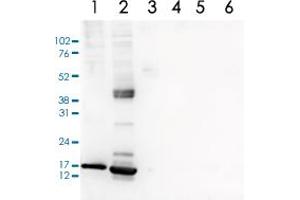Western Blot analysis of (1) 25 ug whole cell extracts of Hela cells, (2) 15 ug histone extracts of Hela cells, (3) 1 ug of recombinant histone H2A, (4) 1 ug of recombinant histone H2B, (5) 1 ug of recombinant histone H3, (6) 1 ug of recombinant histone H4. (HIST1H3A 抗体  (acLys27))