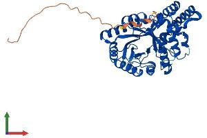 Protein Structure (PS) image for Aflatoxin Beta1 Aldehyde Reductase (AKR7A2) (AA 1-367) protein (His tag) (ABIN7559319)