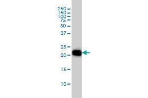 RHOA antibody  (AA 1-193)