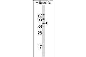 Western blot analysis in mouse Neuro-2a cell line lysates (35ug/lane). (STK32A 抗体  (C-Term))