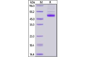 SDS-PAGE (SDS) image for Tumor Necrosis Factor (Ligand) Superfamily, Member 11 (TNFSF11) (AA 64-245) protein (Fc Tag) (ABIN6253590)