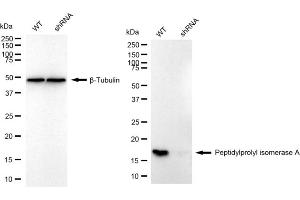 Western blotting analysis using peptidylprolyl isomerase A antibody (ABIN7799766).