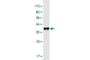 Western Blot detection against Immunogen (36. (HAGHL 抗体  (AA 183-282))