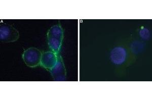 Expression of P2RX7 in HEK-293 transfected cells - Cell surface detection of P2RX7 in live intact P2X7-HEK-293 transfected cells. (P2RX7 抗体  (Extracellular) (Atto 488))