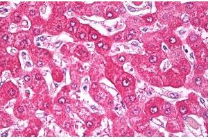 ABIN571200 (5 μg/mL) staining of paraffin embedded Human Liver. (NDUFS7 抗体  (Internal Region))