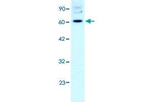 Western Blot analysis of HepG2 cell lysate with FOXJ2 polyclonal antibody  at 2 ug/mL working concentration. (Forkhead Box J2 抗体  (Internal Region))
